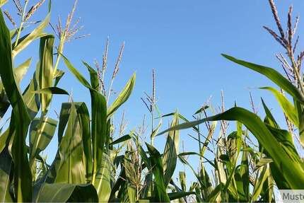 Grundstück zu verkaufen in Lengerich 350.000 € 33088 m² zimmer