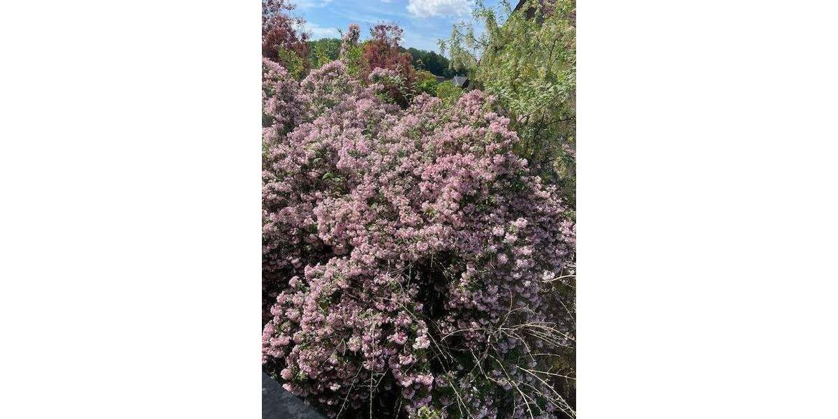 Mehrfamilienhaus, Wohnhaus Rödinghausen - 8 Zimmer, 160 m&sup2;, 220.000&euro; | Angebot:24637167