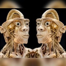 Ausstellung ECHTE KÖRPER 24.05.2026 Stadthaus Ulm