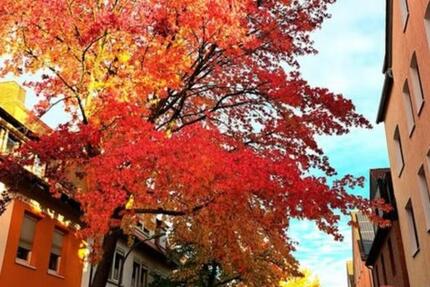 3-Zimmerwohnung in Osnabrück-Schinkel, ruhig, großer Garten zimmer