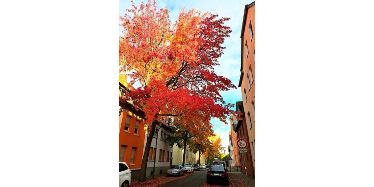 3-Zimmerwohnung in Osnabrück-Schinkel, ruhig, großer Garten zimmer