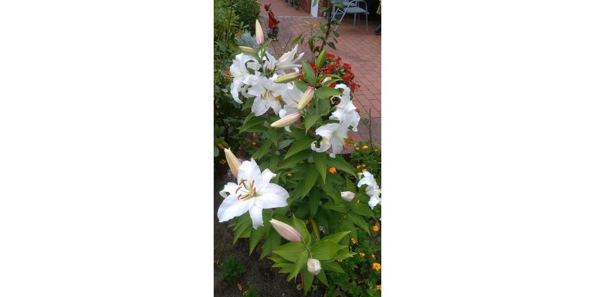 Einfamilienhaus Bohmte - 8 Zimmer, 126 m&sup2;, 320.000&euro; | Angebot:25961625