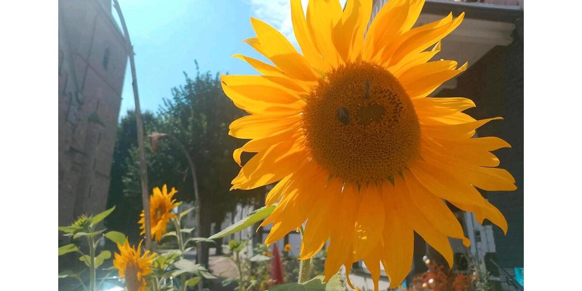 Etagenwohnung Osnabrück Gretesch - 1 Zimmer, 40 m&sup2;, 250&euro; | Angebot:26321740