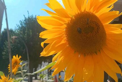 Wohnung Osnabrück Gretesch - 1 Zimmer, 40 m&sup2;, 250&euro; | Angebot:26321740