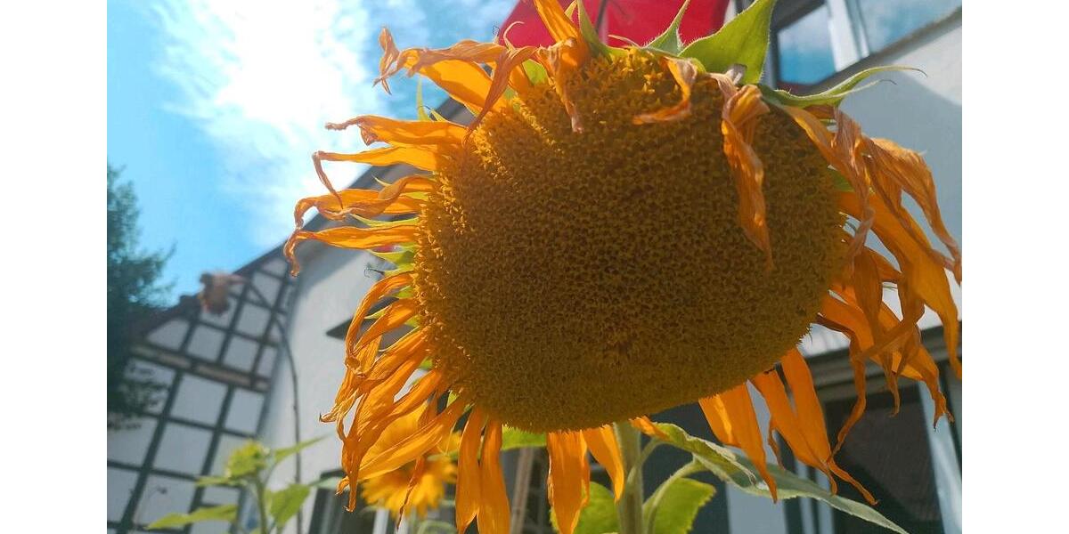 Etagenwohnung Osnabrück Gretesch - 1 Zimmer, 40 m&sup2;, 250&euro; | Angebot:26321740