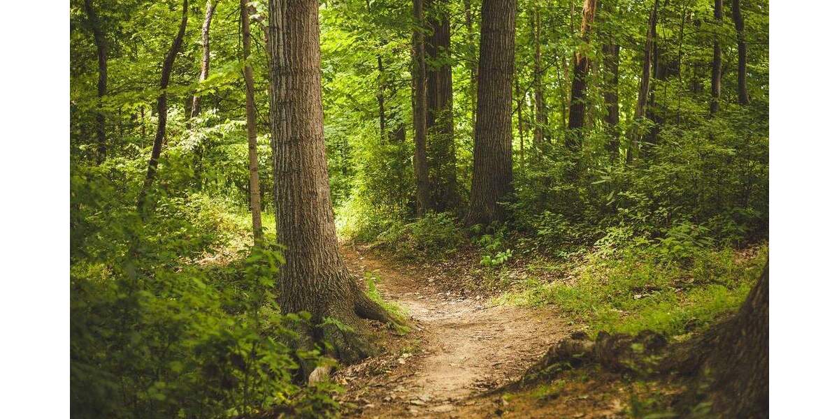 Objekt Nr. G0207 Provisionsfrei! Attraktive Wiesen- und Waldfläche in Westerkappeln zu verkaufen zimmer