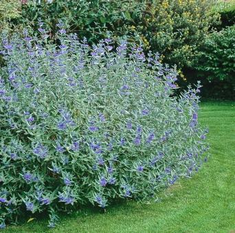 Tolle 2ZKB Große Zimmer einbKüche Souterrain Terasse Garten Lage+
