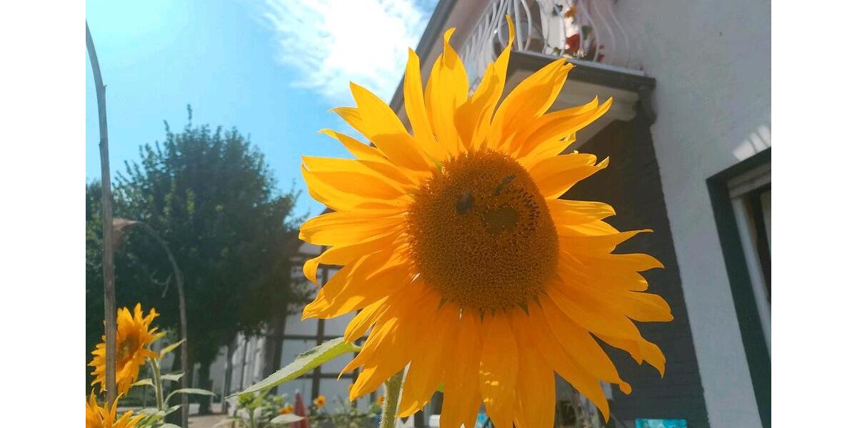 Etagenwohnung Osnabrück Gretesch - 1 Zimmer, 40 m&sup2;, 250&euro; | Angebot:26321740